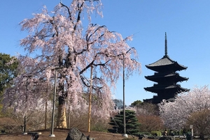 教王護国寺（東寺）